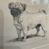 Gladys Emerson Cook Pencil Drawing of Bulldog 66224