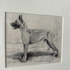 19th Century Sketch of Dog 75471