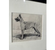 19th Century Sketch of Dog 75471