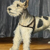 Evocative English Oil Painting of Dog 73932