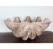 Huge French Carved Wood Shell 43337