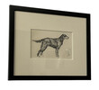 Set of (3) British Pen & Ink Dog Drawings 65918