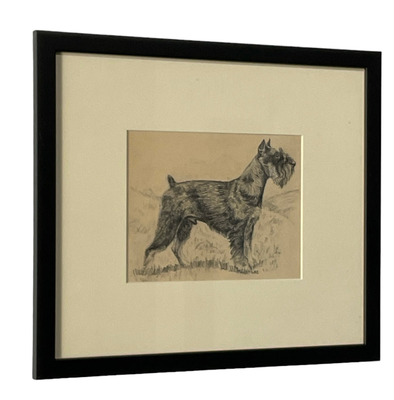 Glayds Emerson Cook Pencil Drawing of a Schnauzer