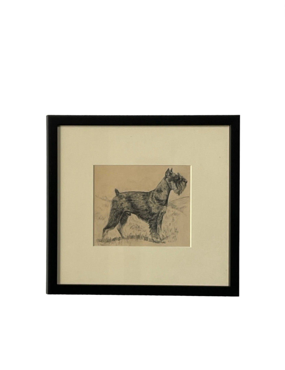 Glayds Emerson Cook Pencil Drawing of a Schnauzer