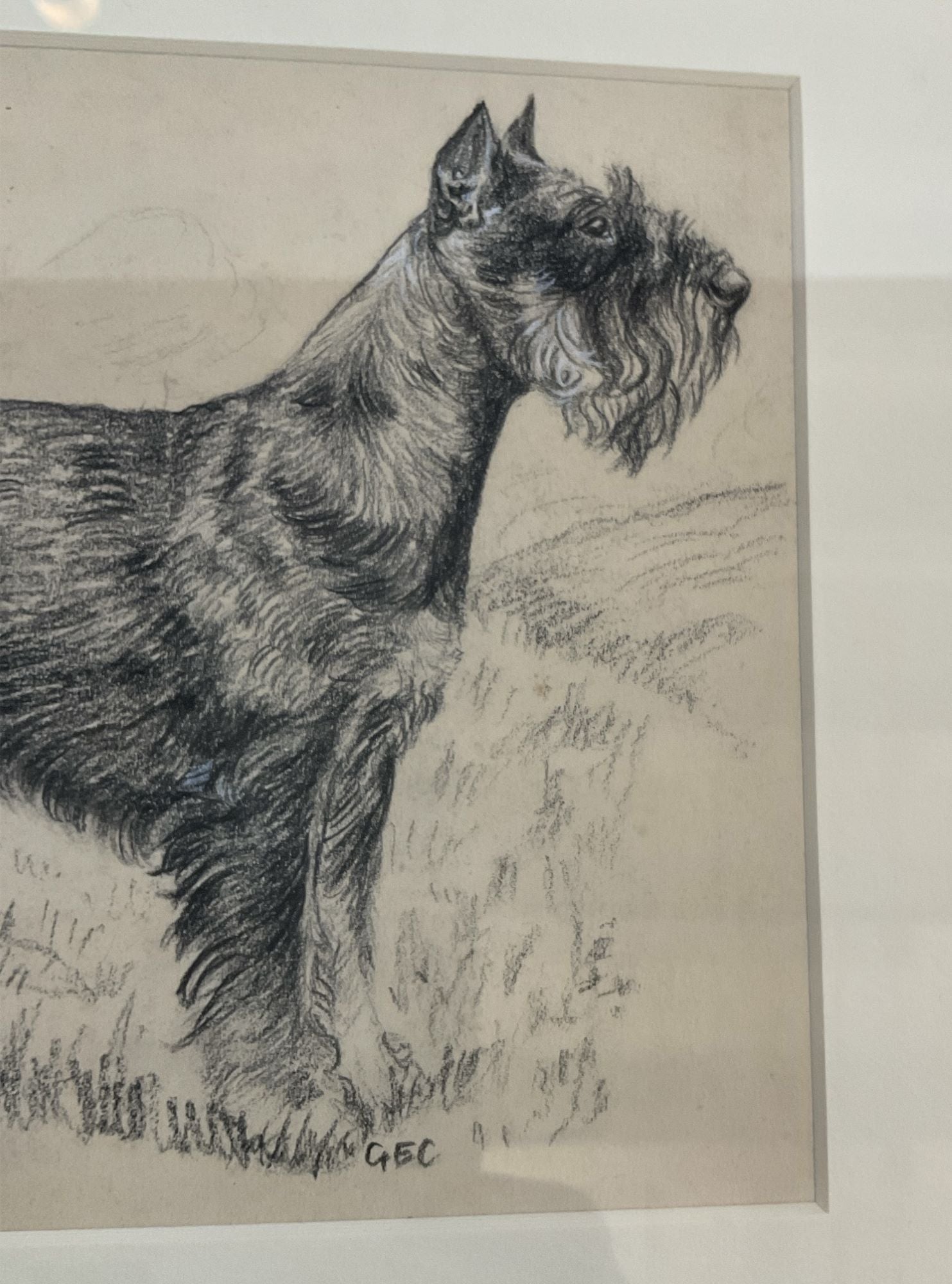 Glayds Emerson Cook Pencil Drawing of a Schnauzer